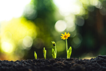 plant seeding growing step concept in garden and sunlight